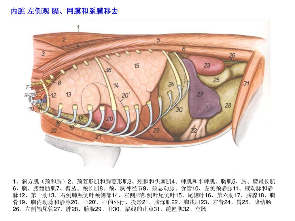 犬腹部内脏示意图图片